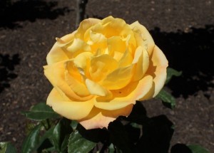 BENSON & HEDGES GOLD (miniature)